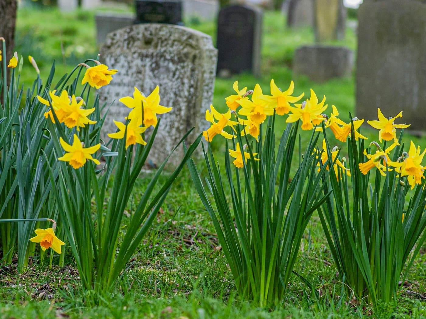 Jonquilles jaunes devant une pierre tombale claire